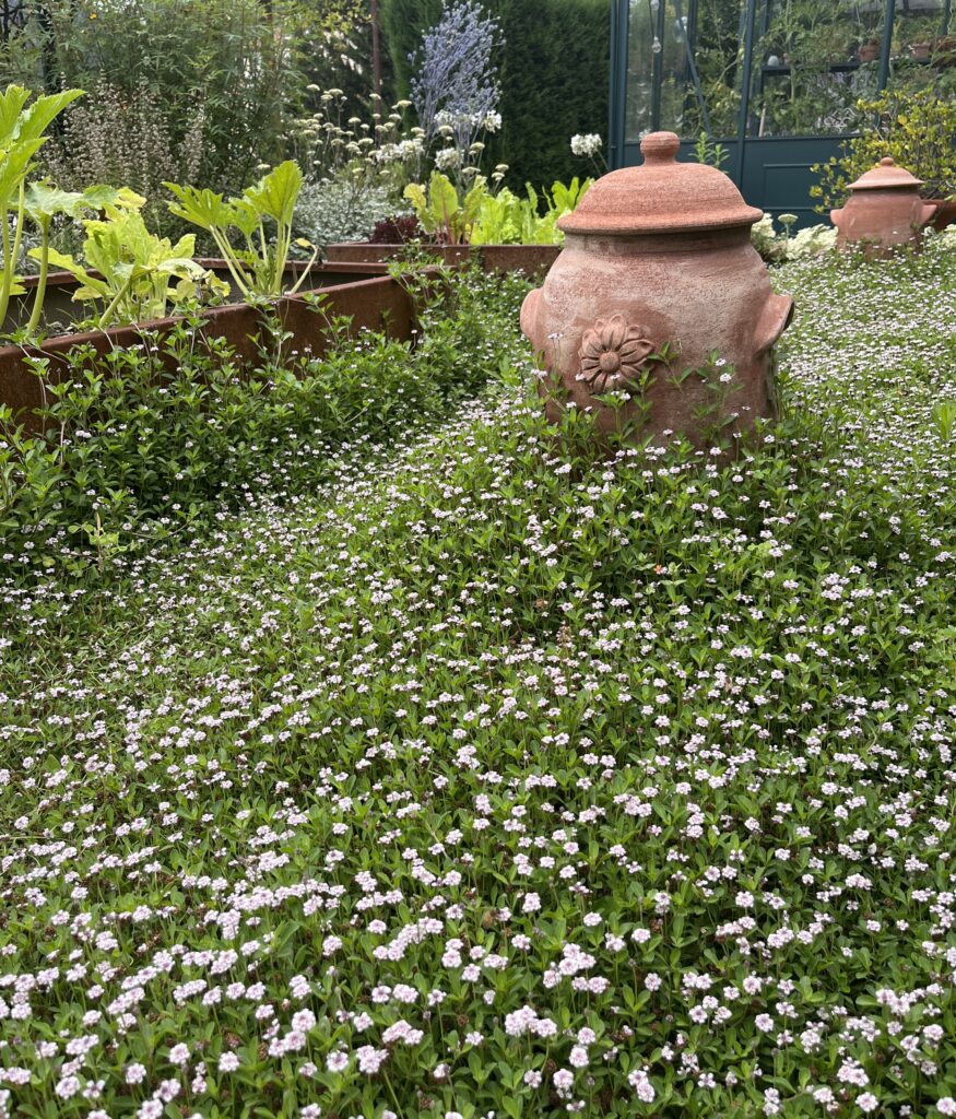 Lippia nodiflora nessun taglio